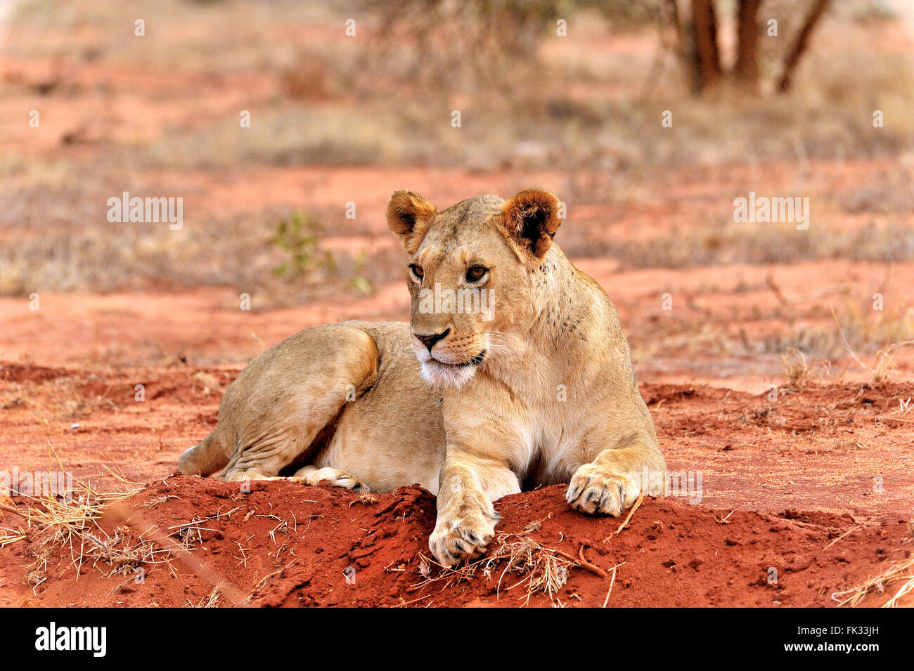 Rilassati in posa di un Leone Panthera leo, sulla terra rossa del parco nazionale orientale di Tsavo Foto Stock