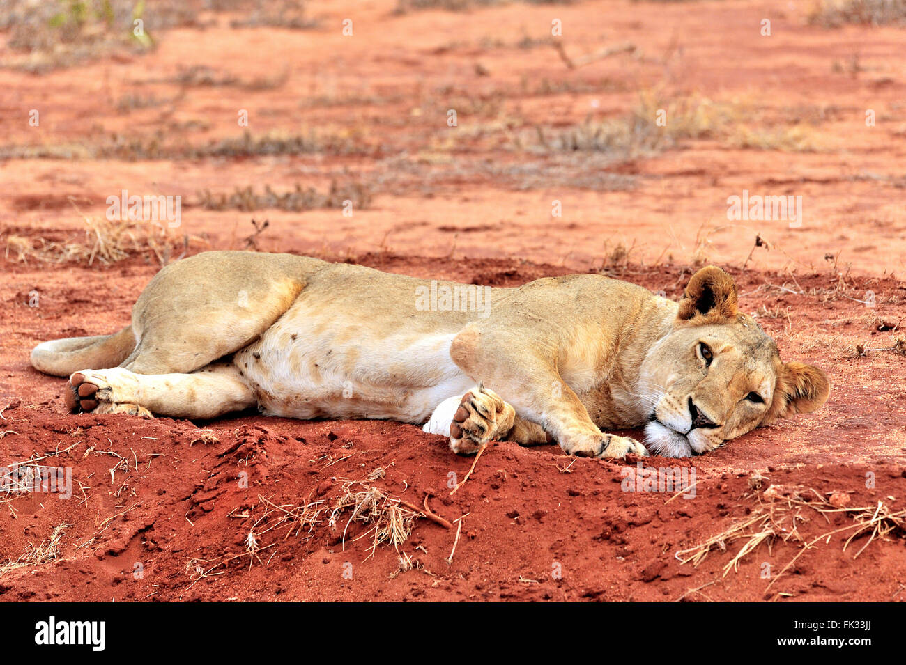 Lion Panthera leo, sdraiato sulla terra Foto Stock