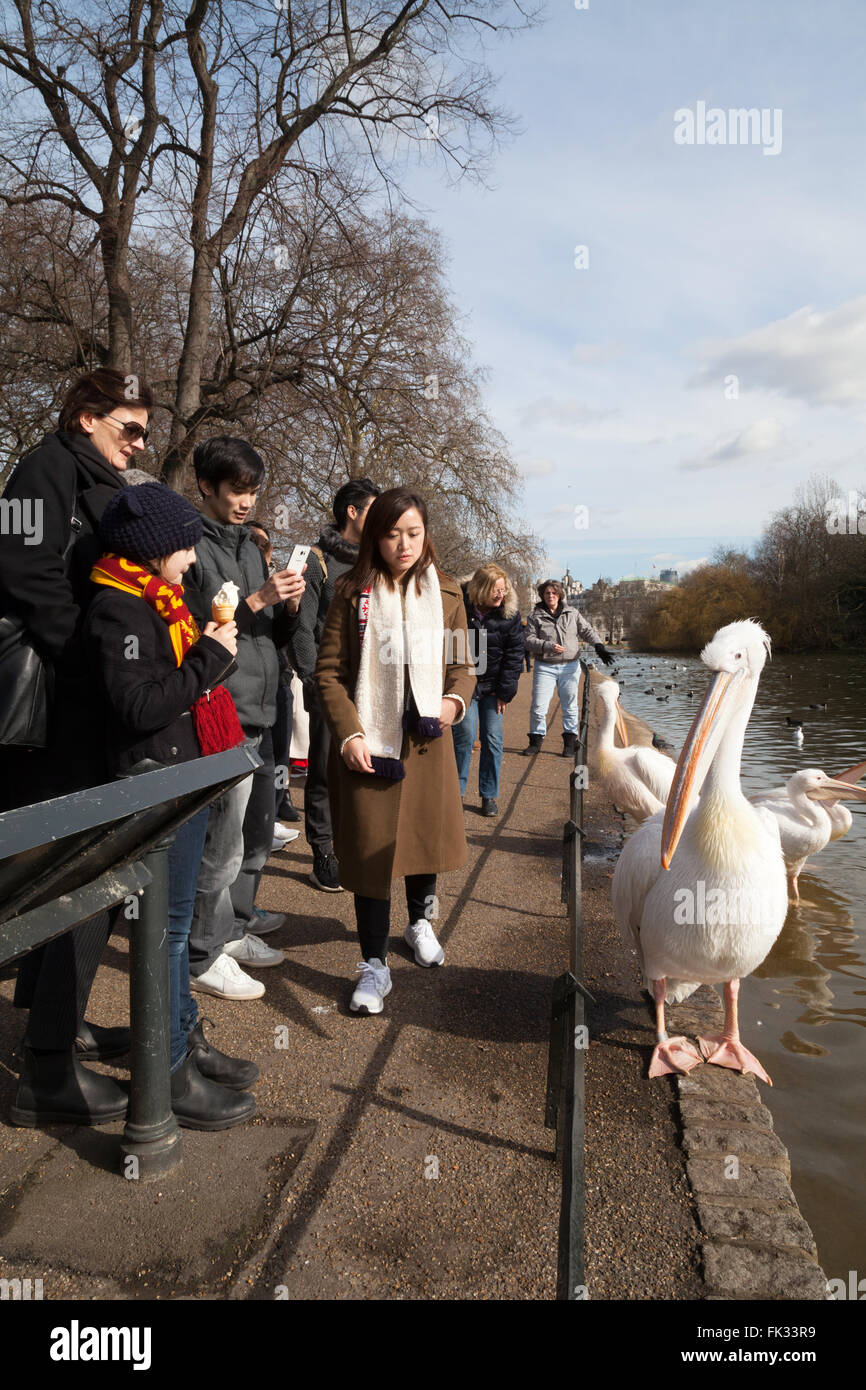 Persone alimentando gli uccelli, St James Park, il centro di Londra, London REGNO UNITO Foto Stock