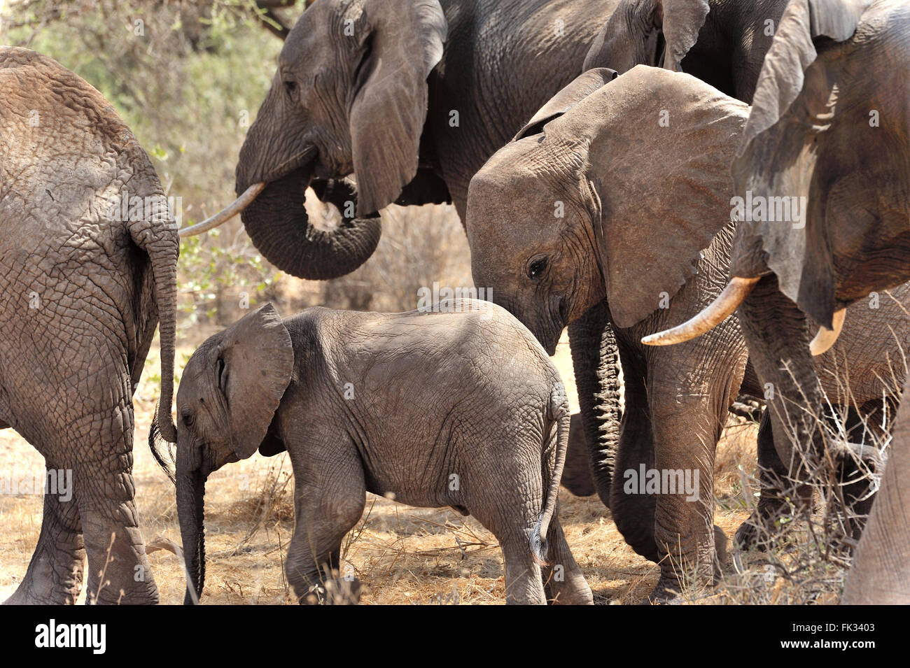 Piccolo Elefante, Loxodonta africana, nel mezzo della sua famiglia Foto Stock