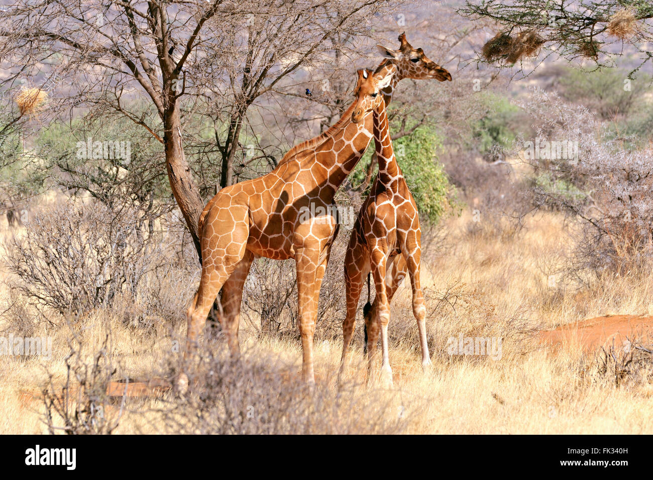 Le giraffe, Giraffa camelopardalis, nel Samburu nuzzle riserva ogni altro Foto Stock