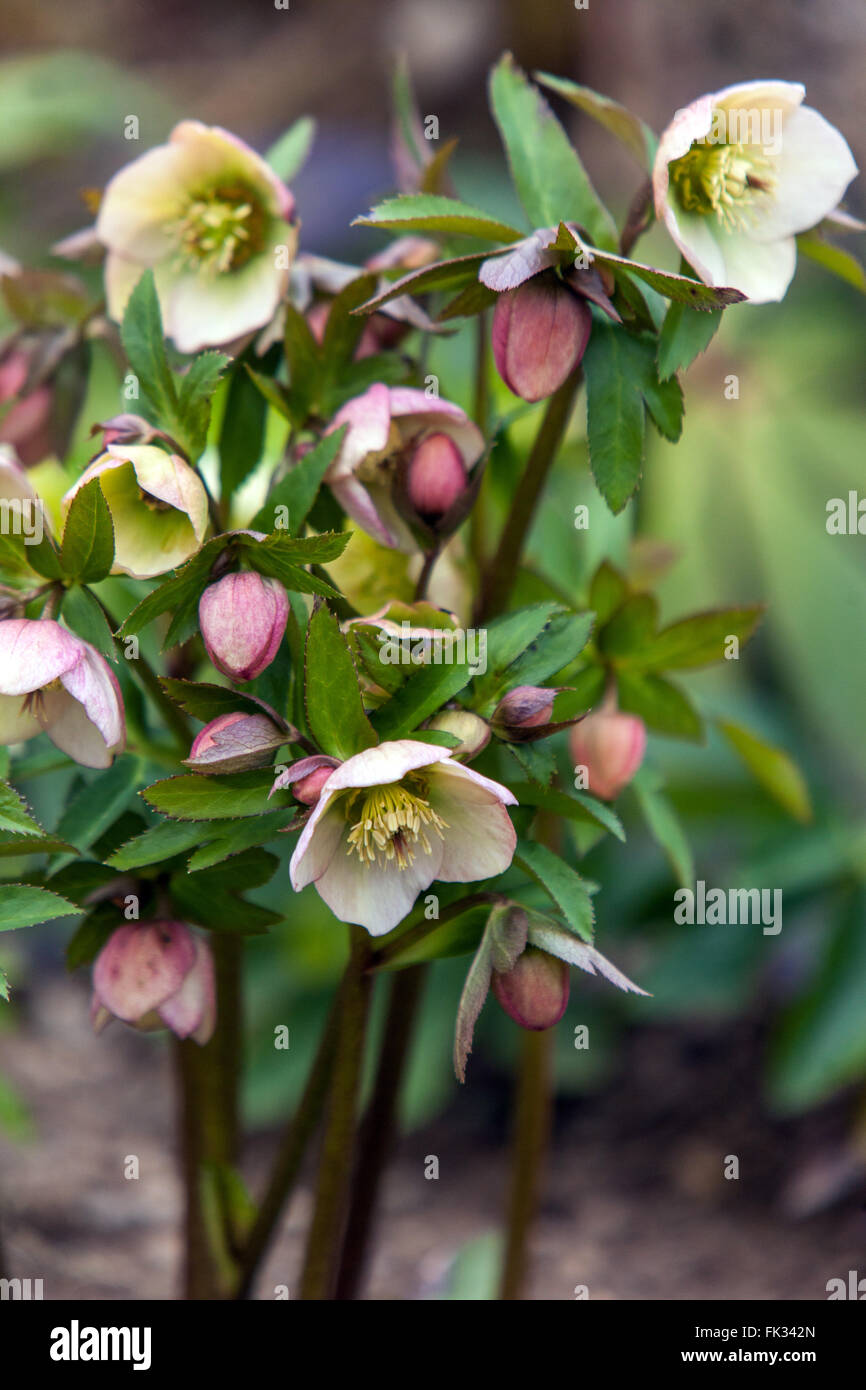 Bianco Rosa quaresimale, il Veratro nero, Helleborus niger Foto Stock