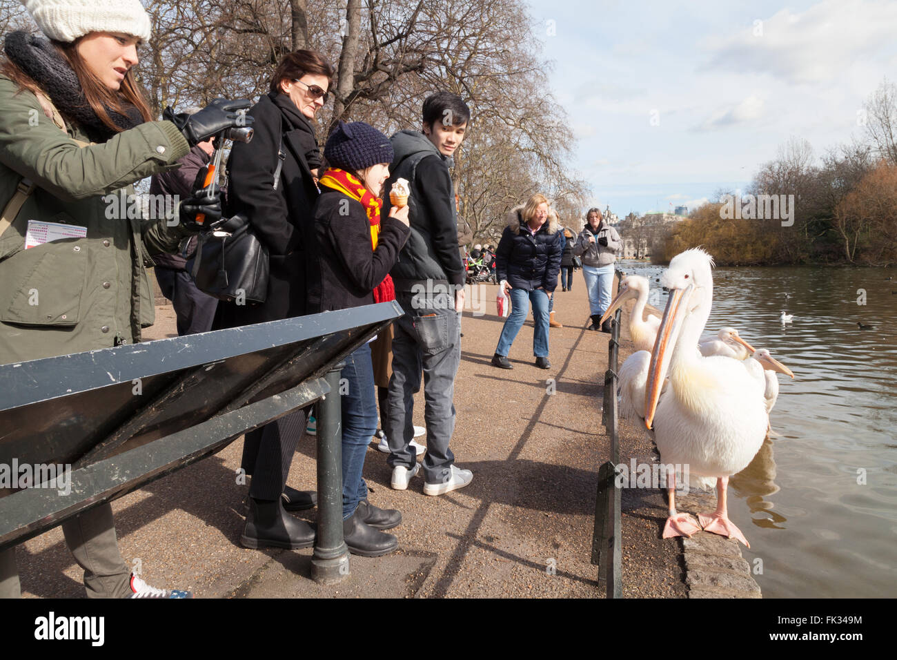 Persone alimentando gli uccelli, St James Park, il centro di Londra, London REGNO UNITO Foto Stock