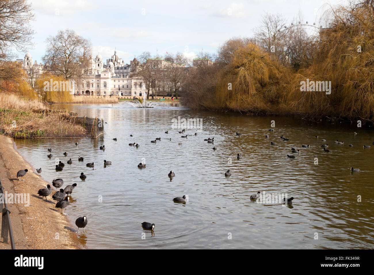 St James Park di Londra con la fauna ornitologica in primavera ( marzo ), London REGNO UNITO Foto Stock