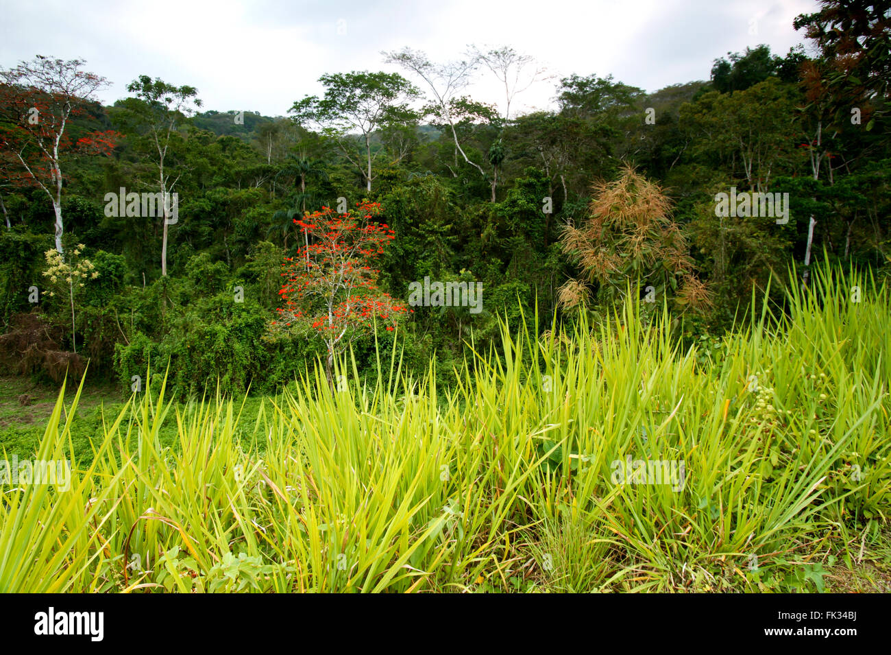 Foresta di pioggia a Cana la stazione di campo nel Parco Nazionale del Darién, provincia di Darien, Repubblica di Panama. Foto Stock