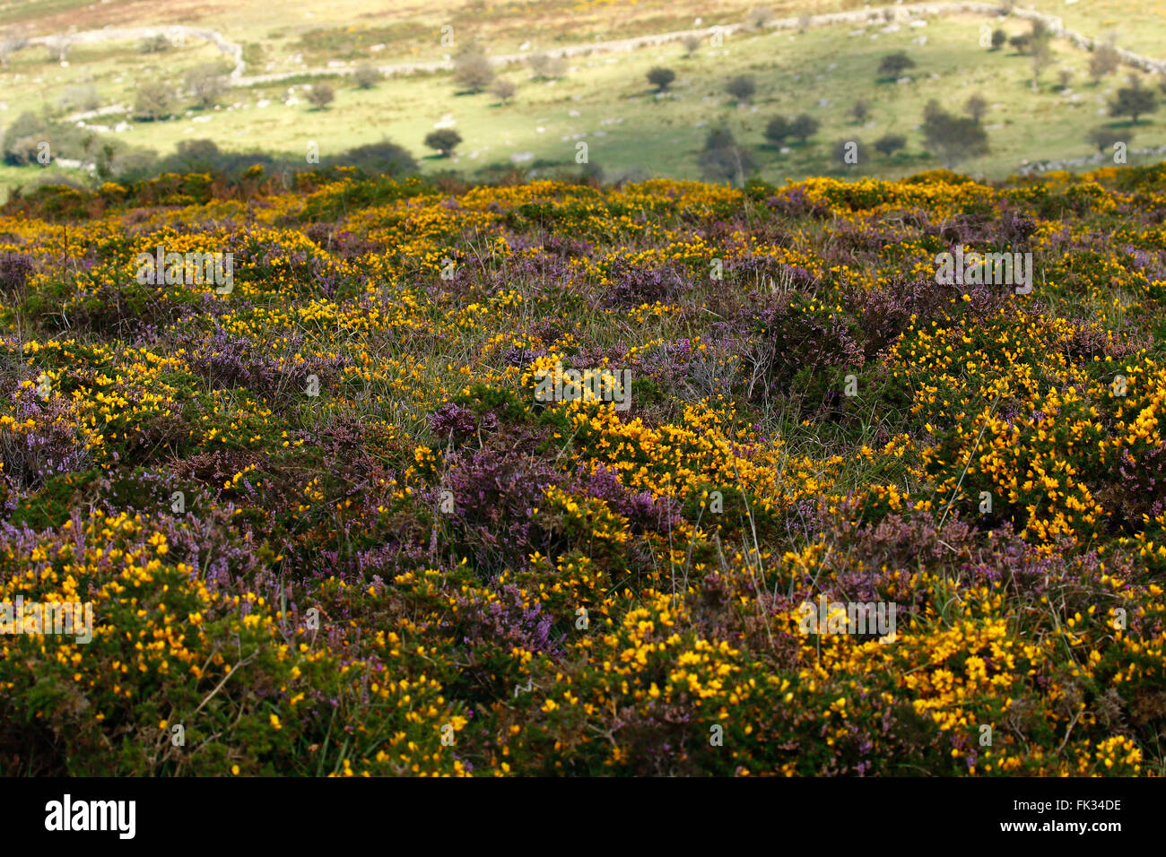 Gorse & heather in pieno fiore di Dartmoor nel sud ovest dell'Inghilterra, molte pareti di granito sono state costruite in brughiera antichità Foto Stock