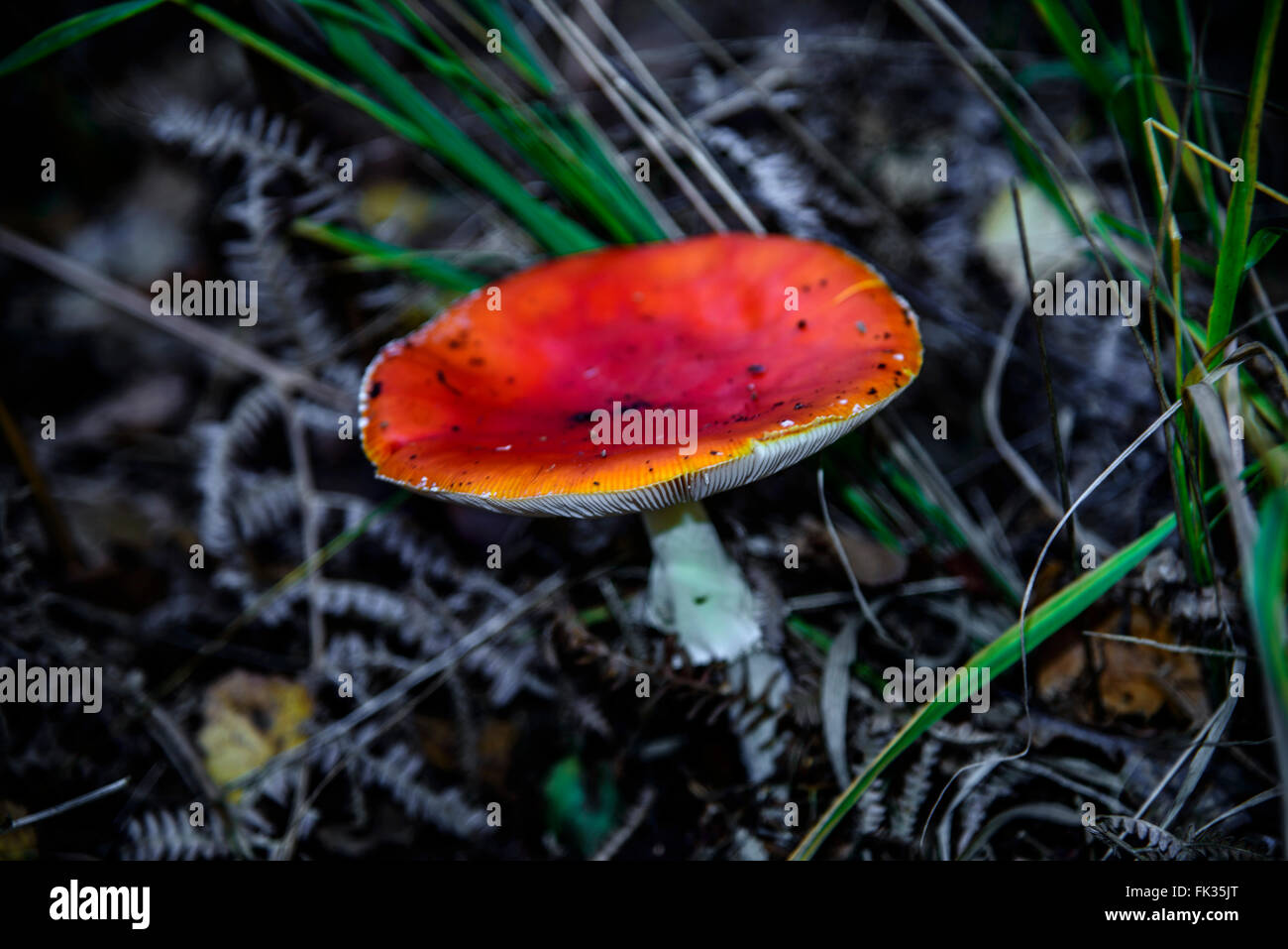 Funghi sul suolo della foresta Foto Stock