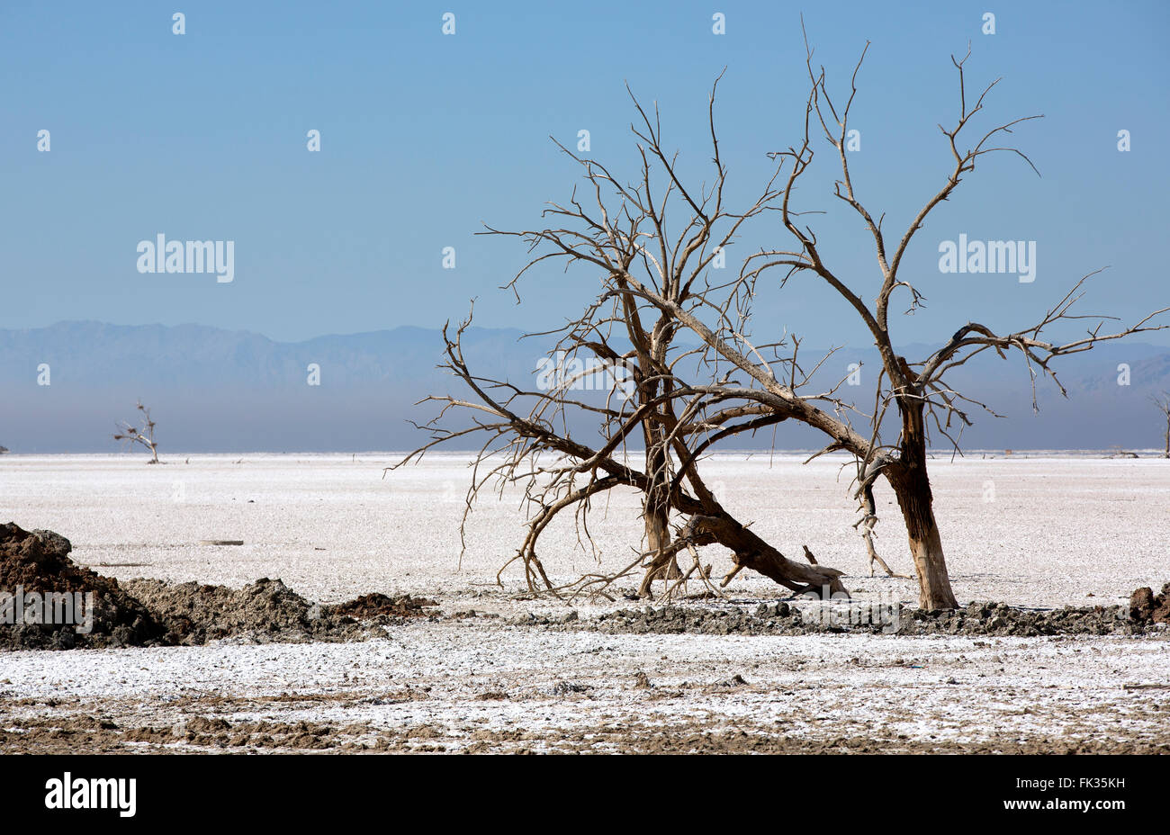 Salton Sea distesa di sale e gli alberi morti come l'acqua arretra Foto Stock