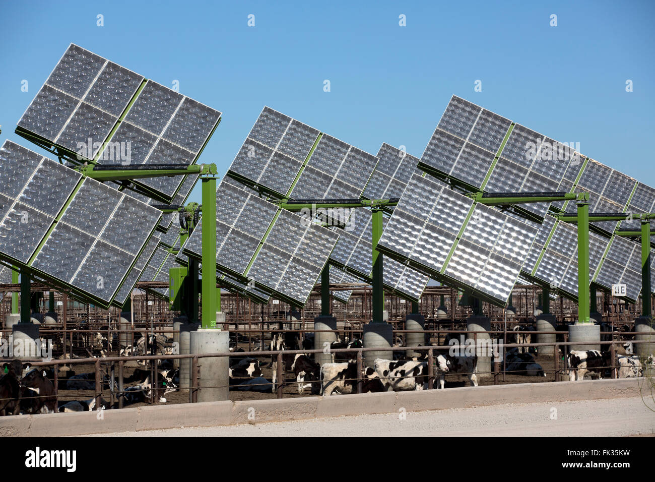 Pannello solare array su un feedlot, Imperial Valley, California, Stati Uniti d'America Foto Stock