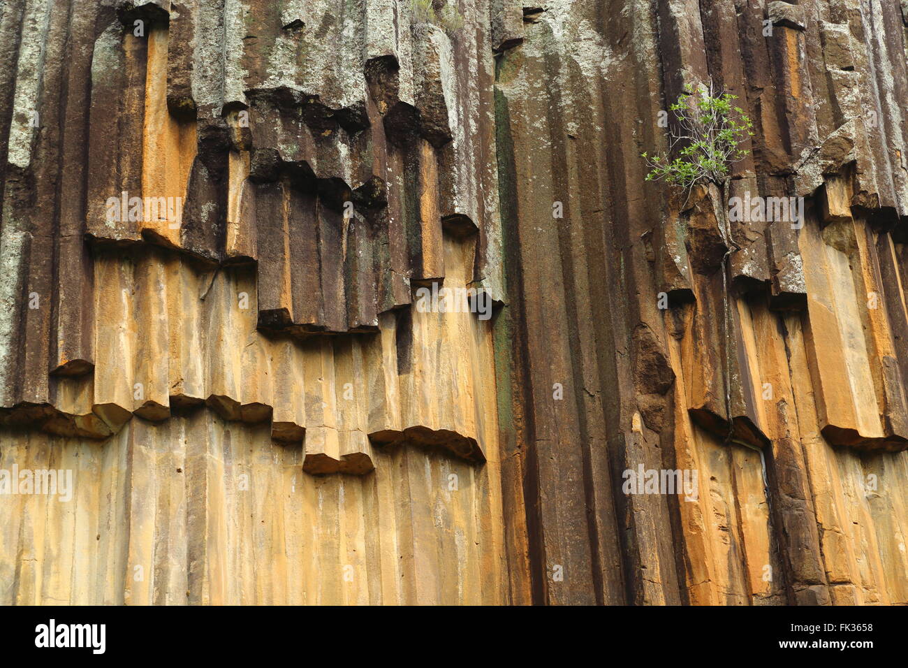 'Sawn Rocks' in Kaputar Parco Nazionale vicino a Narrabri, NSW, Australia. Questa caratteristica geologica è denominata "organo a canne' Foto Stock