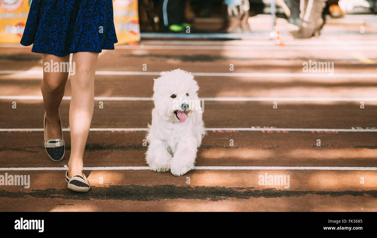 Funny Grazioso piccolo bianco sorridente West Highland White Terrier, Westie, Westy, Happy dog in esecuzione nei pressi di ragazza. Foto Stock