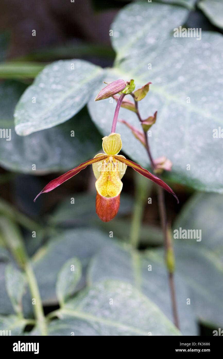 Phragmipedium 'Sorcerers Apprendista'. Orchid in una serra. Foto Stock