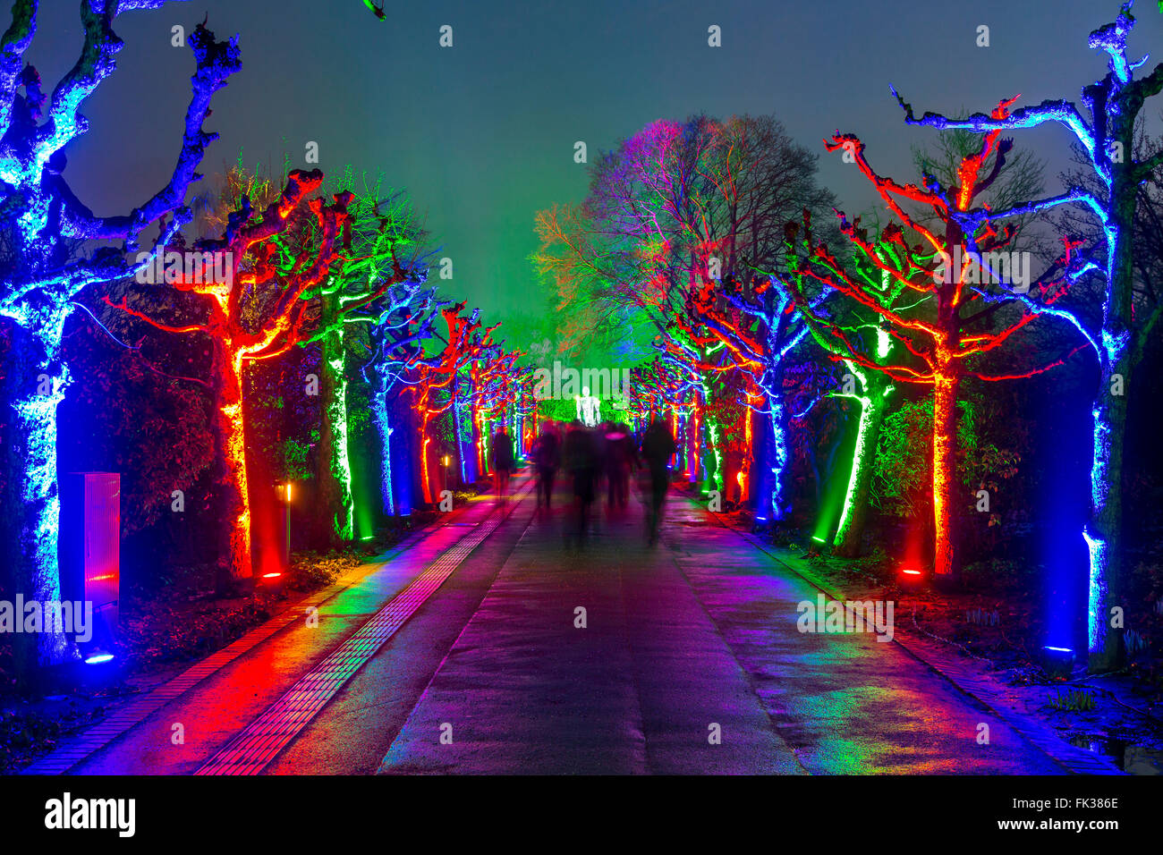 Park Leuchten, Parco di illuminazione, nel Gruga Park, un parco pubblico di Essen, in Germania, annuale spettacolo di luci nel Parco in inverno, Foto Stock