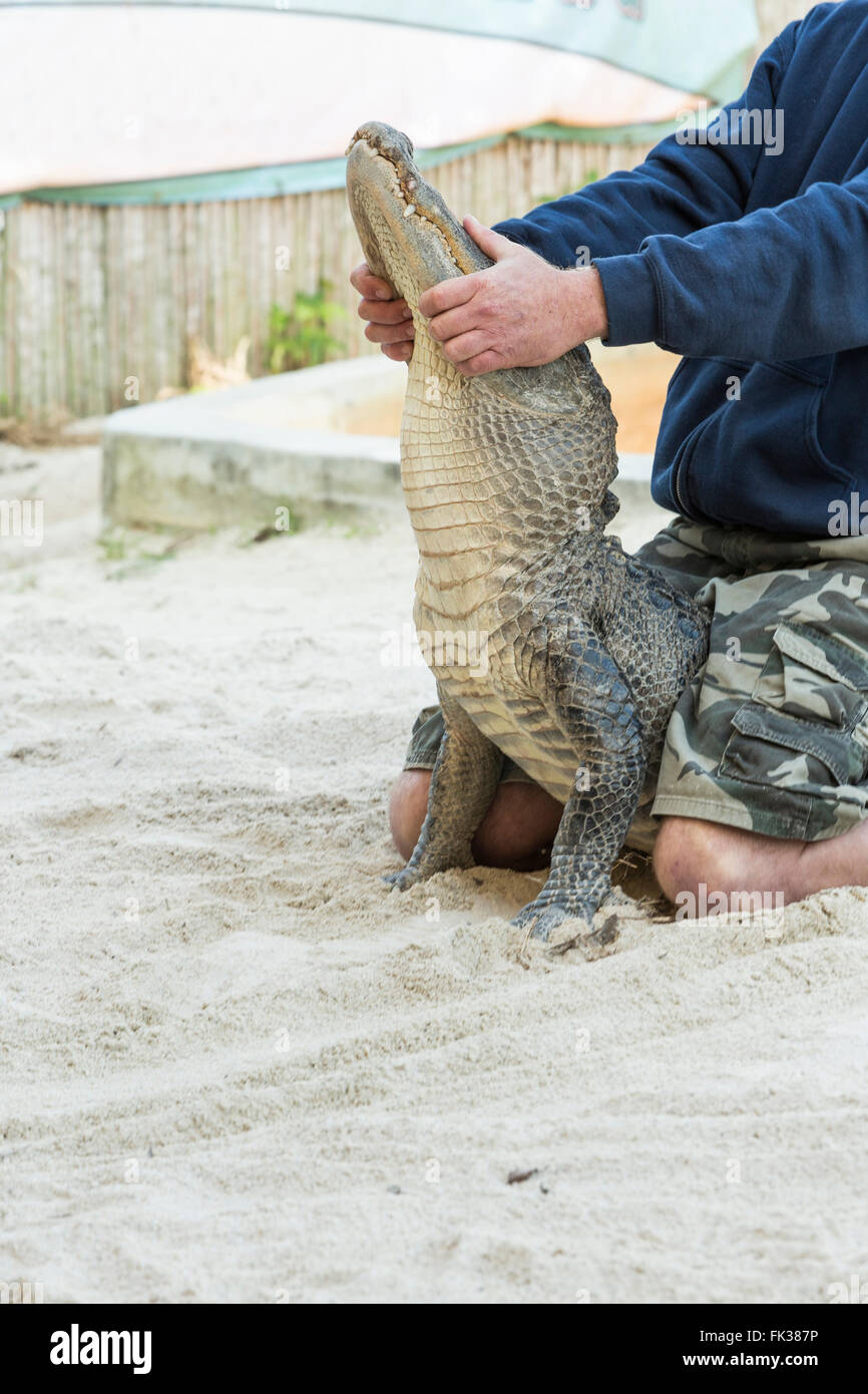Persona che esegue una prestazioni con coccodrillo nella Florida Everglades. Foto Stock