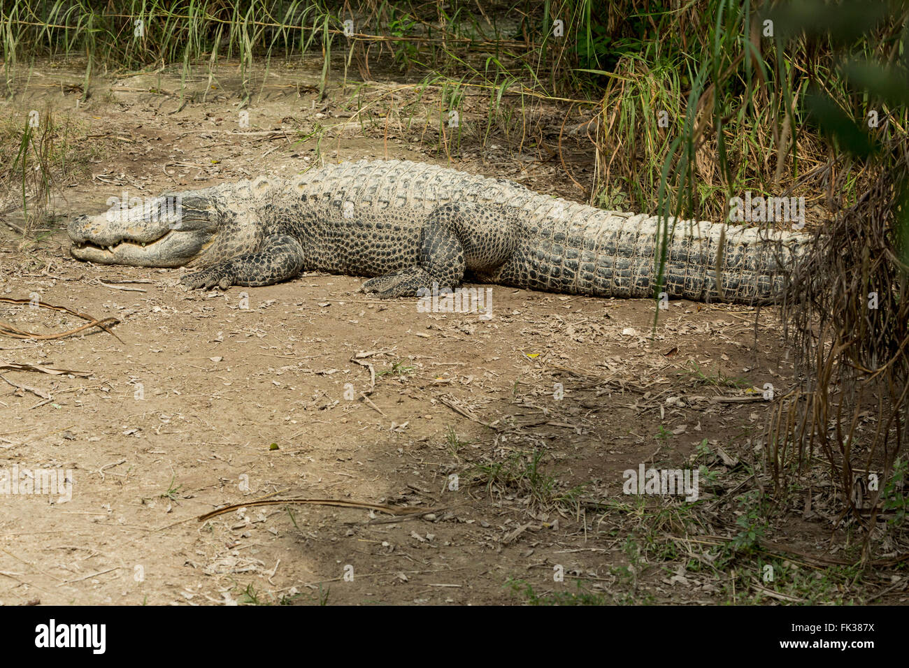 Un enorme coccodrillo di crogiolarsi al sole nella Florida Everglades. Foto Stock