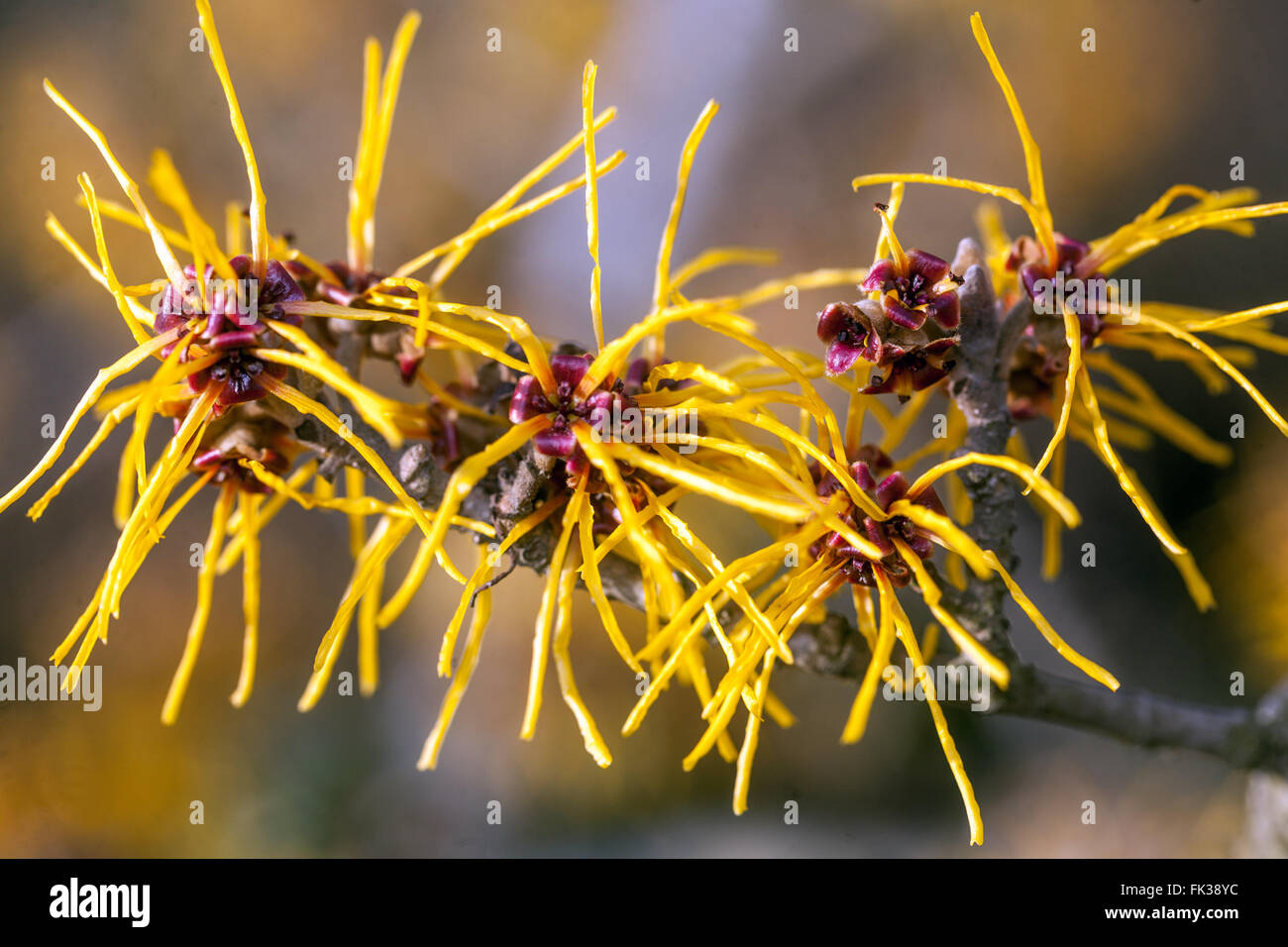 Hamamelis x intermedia 'Gimborn del profumo', Strega-Hazel Foto Stock