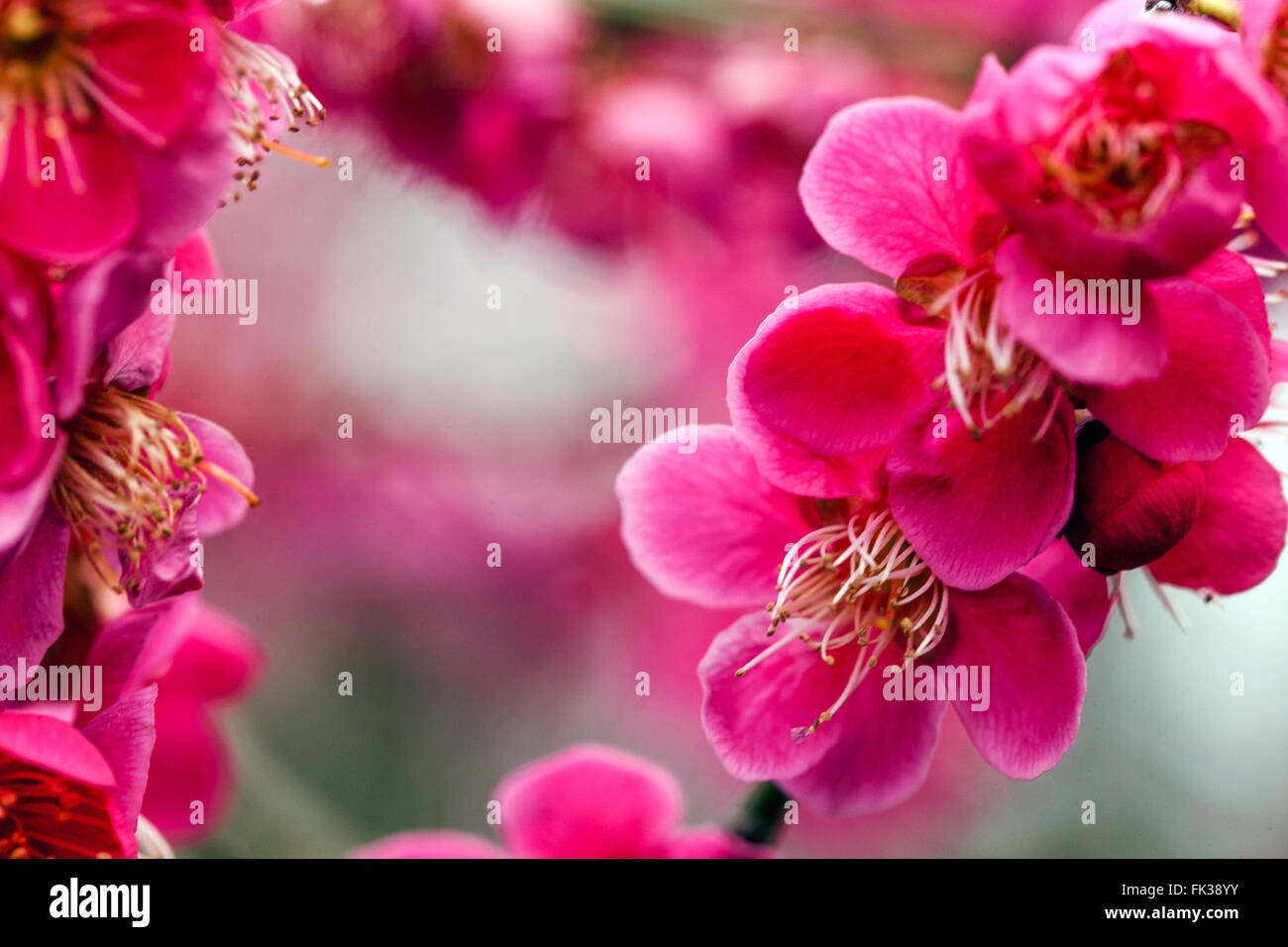 Prunus mume Prunus Beni Chidori, la prugna cinese o giapponese albicocca dettaglio del fiore Foto Stock