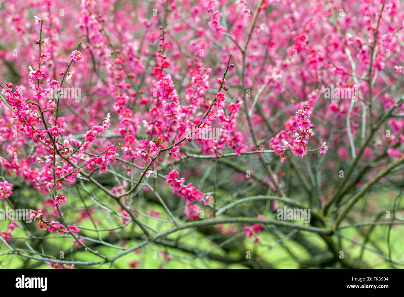 Prunus mume Prunus beni Chidori albero albicocca giapponese fiori rosa in tardo inverno a inizio primavera marzo Fiori da giardino rami fioriti fioritura Foto Stock