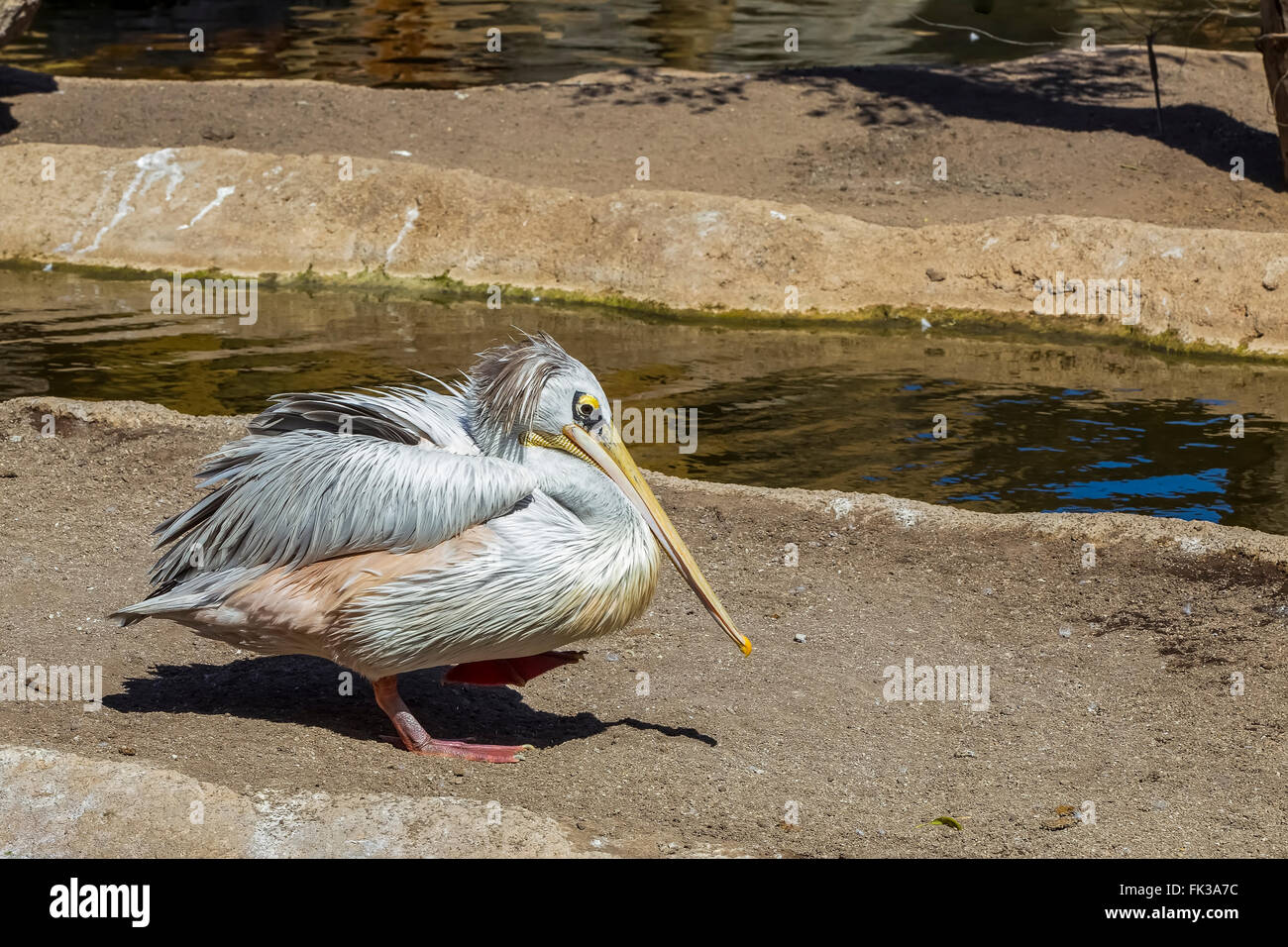 Rosa-backed Pelican (Pelecanus rufescens) nuotare nel lago, nativo per l'Africa Foto Stock