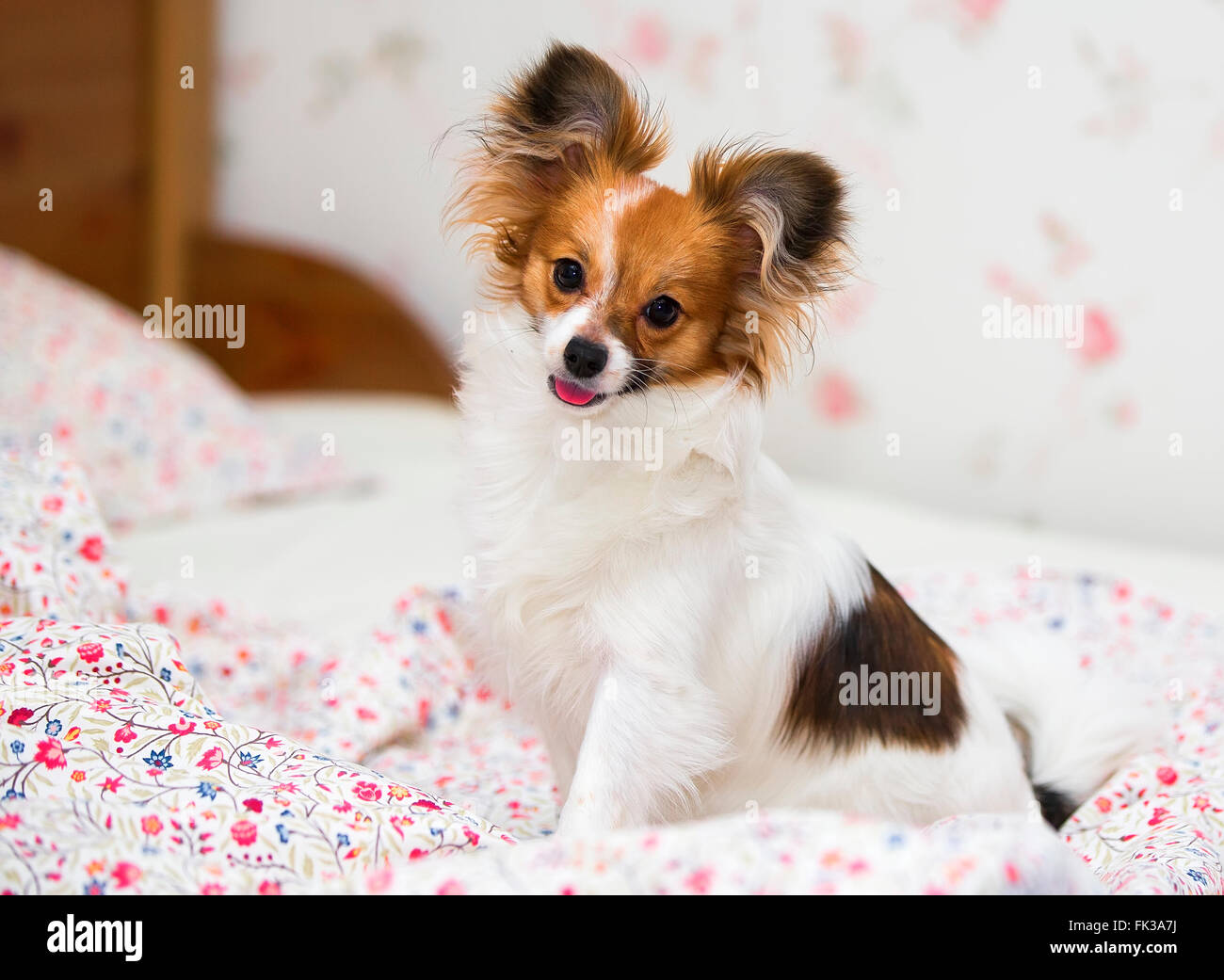 Papillon / Continental Toy Spaniel, Butterfly Dog Foto Stock