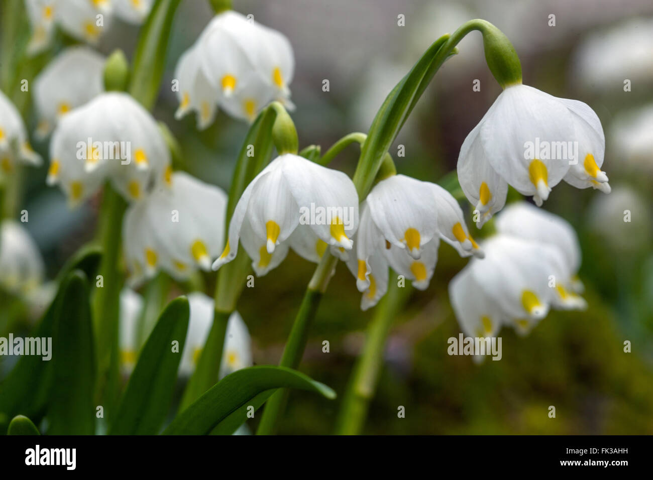 Il simbolo del fiocco di neve di primavera close up Leucojum vernum Foto Stock