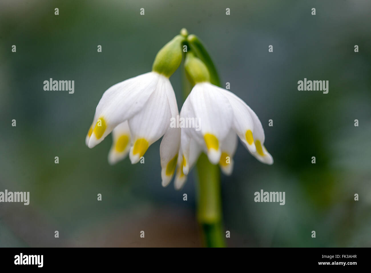 Il simbolo del fiocco di neve di primavera Leucojum vernum fiori bianchi Foto Stock