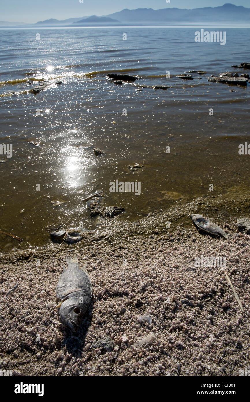 Dead tilapia, Salton Sea California USA Foto Stock
