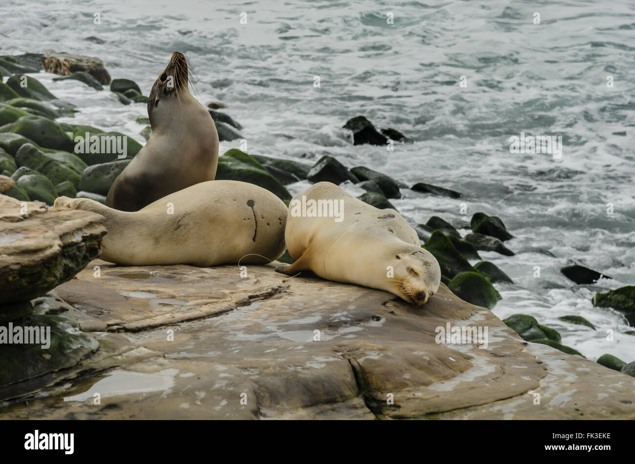 Sea Lion sticking naso in aria il sonno dei leoni di mare in primo piano Foto Stock