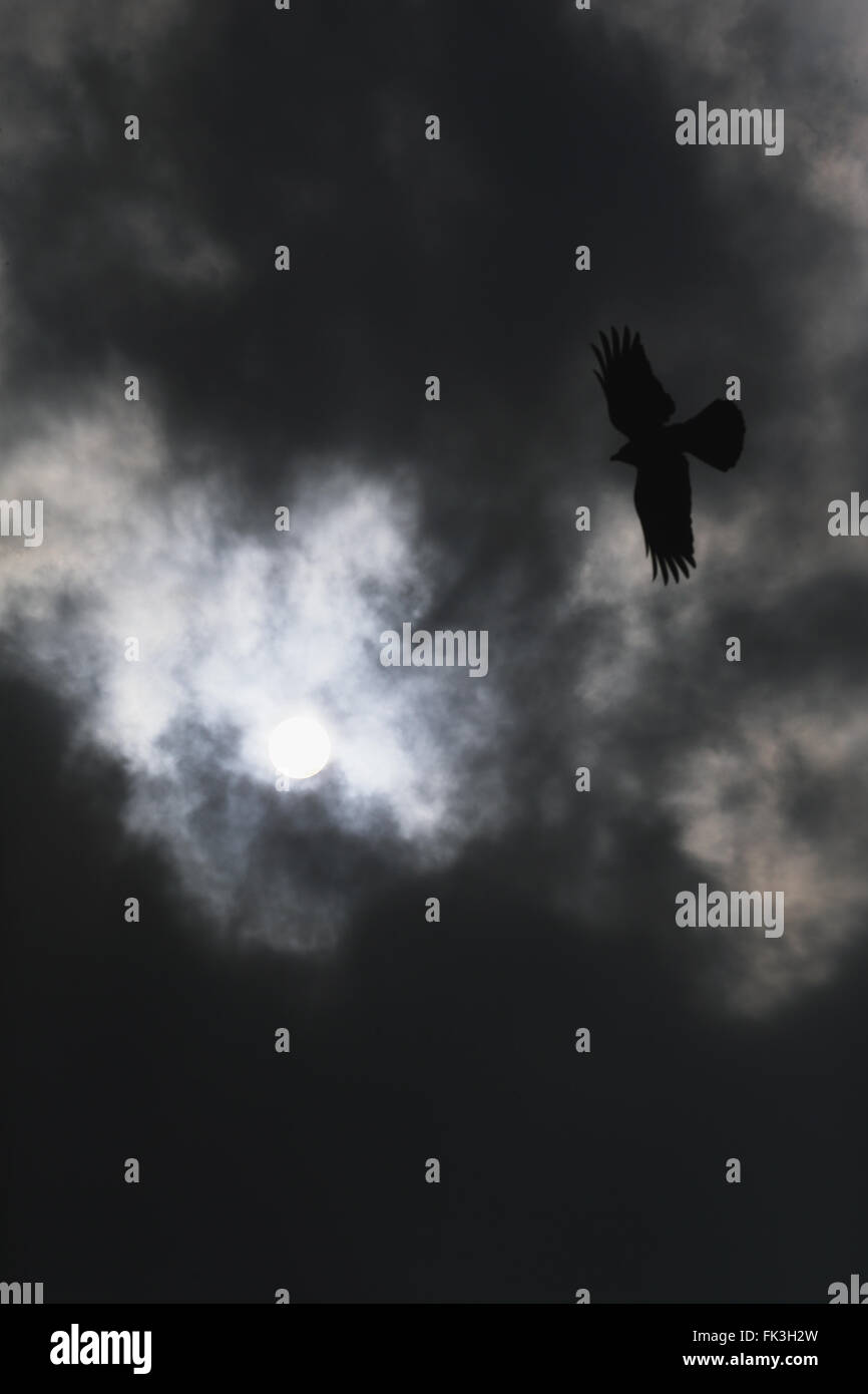 Uccello che vola in una nebulosa cielo notturno Foto Stock