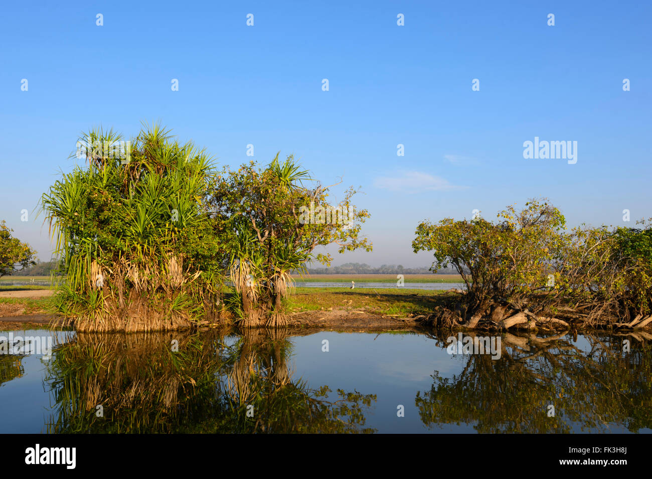 Acqua gialla Billabong, Parco Nazionale Kakadu, Northern Territory, NT, Australia Foto Stock