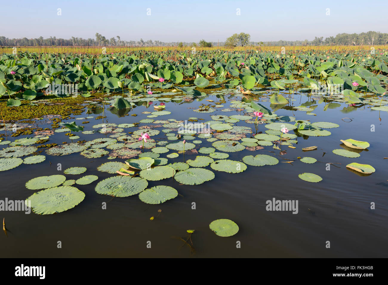 Acqua gialla Billabong, Parco Nazionale Kakadu, Northern Territory, NT, Australia Foto Stock