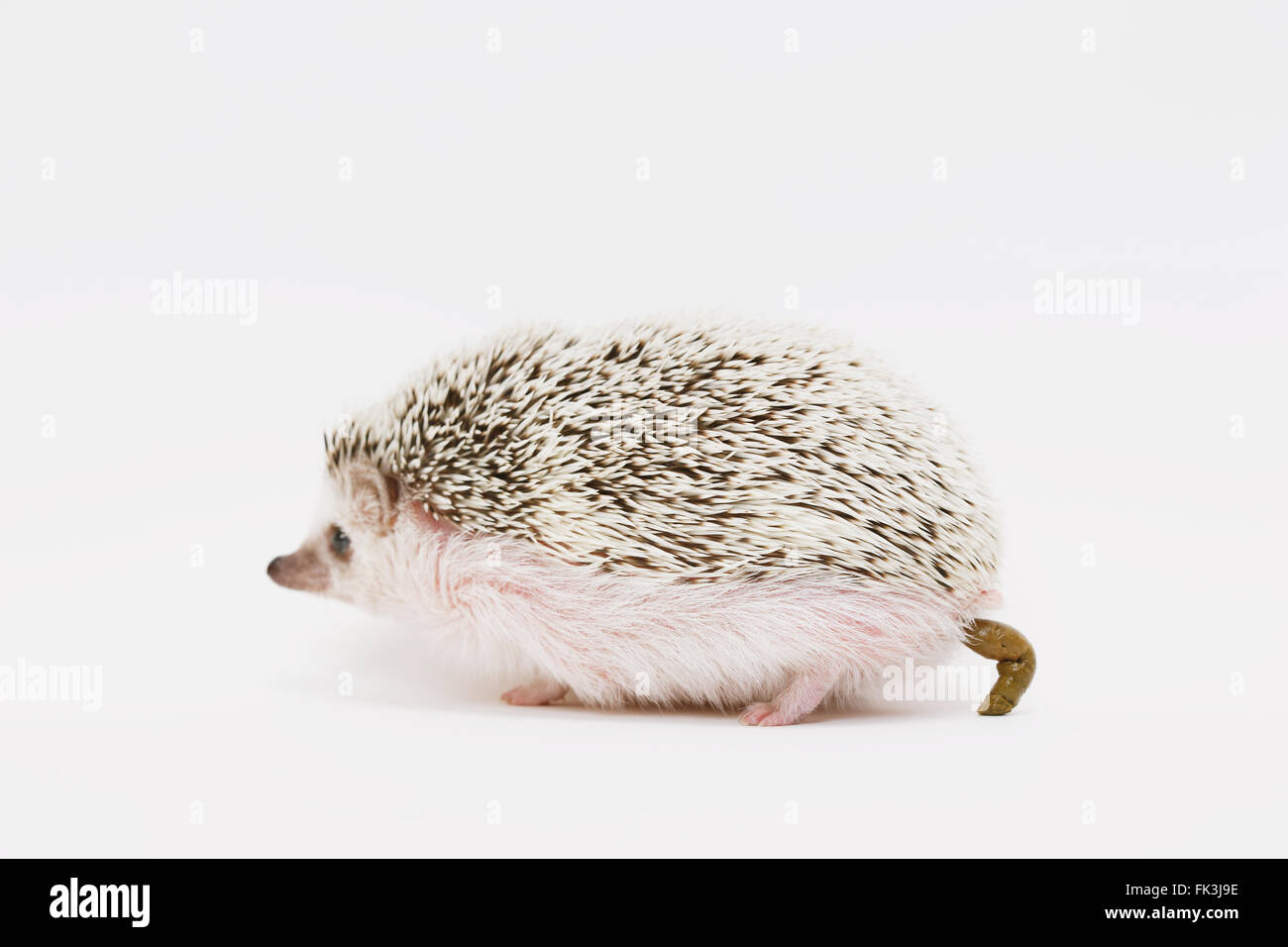 Cacca Riccio Feci di riccio immagini e fotografie stock ad alta risoluzione - Alamy