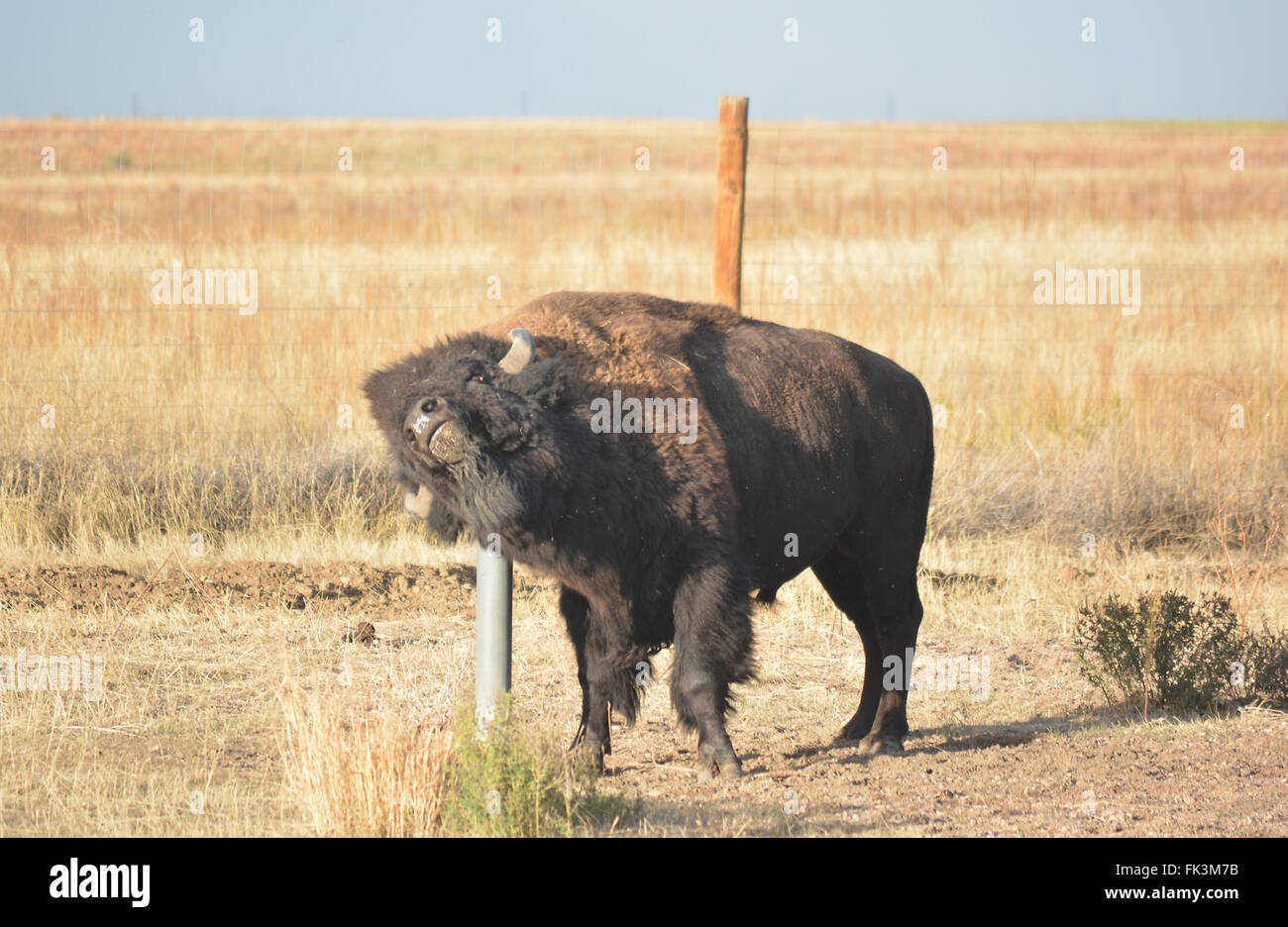 Bisonti americani Buffalo graffi un prurito su un montante metallico Foto Stock Bisonti americani Buffalo graffi un prurito su un montante metallico Foto Stock