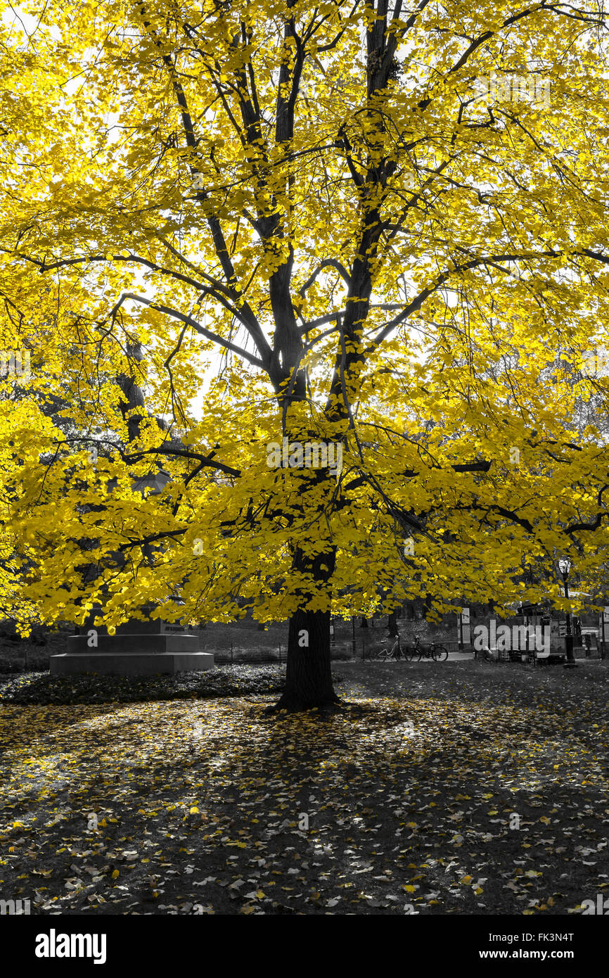 Incandescente Golden Tree in bianco e nero il paesaggio al tramonto Foto Stock