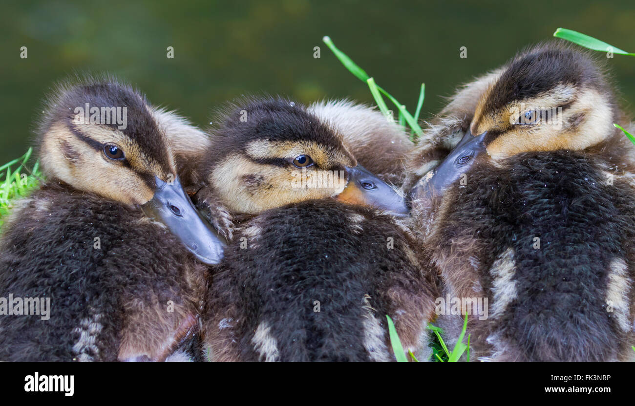 3 Germano Reale anatroccoli. Gli uccelli di Australia - Uccelli fotografati in Australia sia selvatici e in cattività, originali e non originali Foto Stock