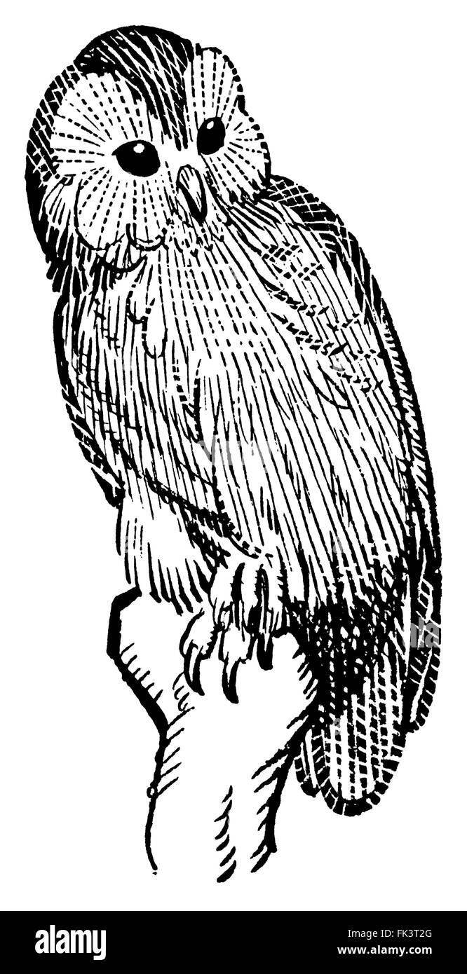 Xilografia di un barbagianni, attribuita ad Arthur Watt. Foto Stock