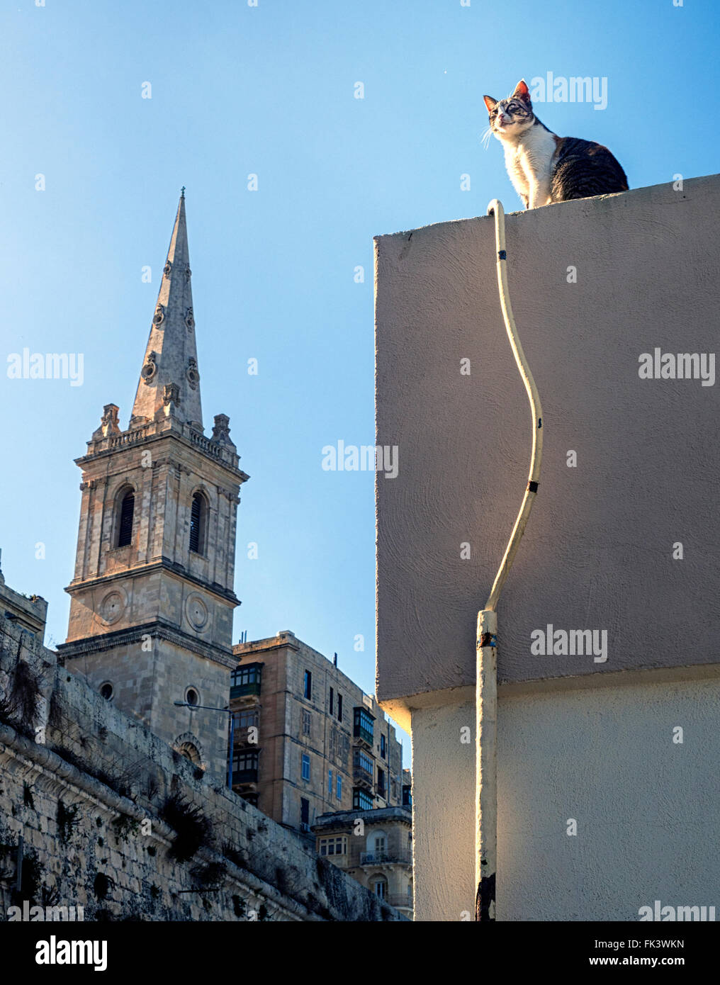 Gatto randagio a La Valletta, capitale dell'isola stato di Malta nel mare Mediterraneo Foto Stock