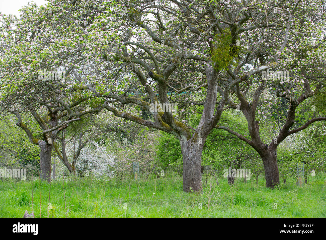 Frutteto; Breinton inferiore; la molla; Herefordshire; Regno Unito Foto Stock