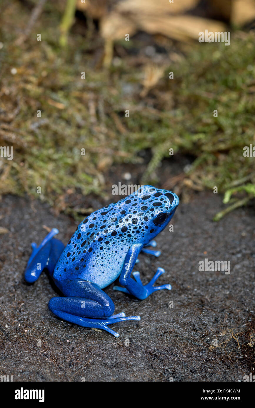 Veleno blu-dart frog Foto Stock