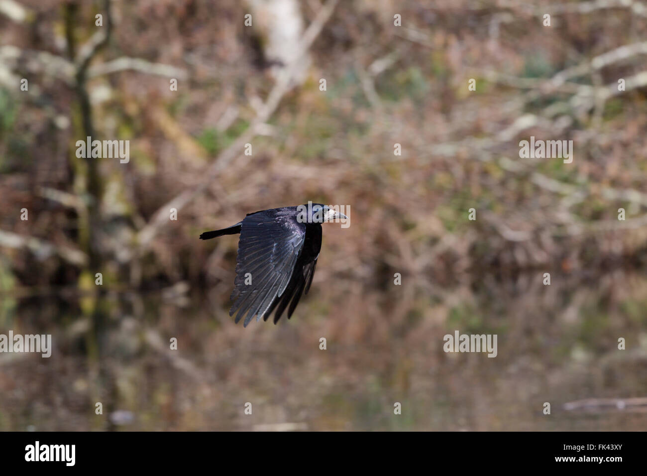 Rook; Corvus frugilegus unico volo in Cornovaglia; Regno Unito Foto Stock