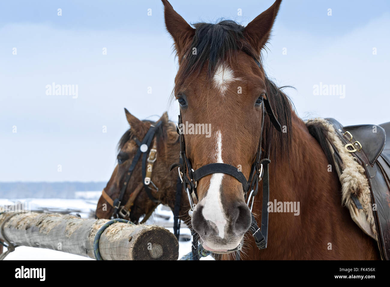 I cavalli in inverno all'aperto Foto Stock