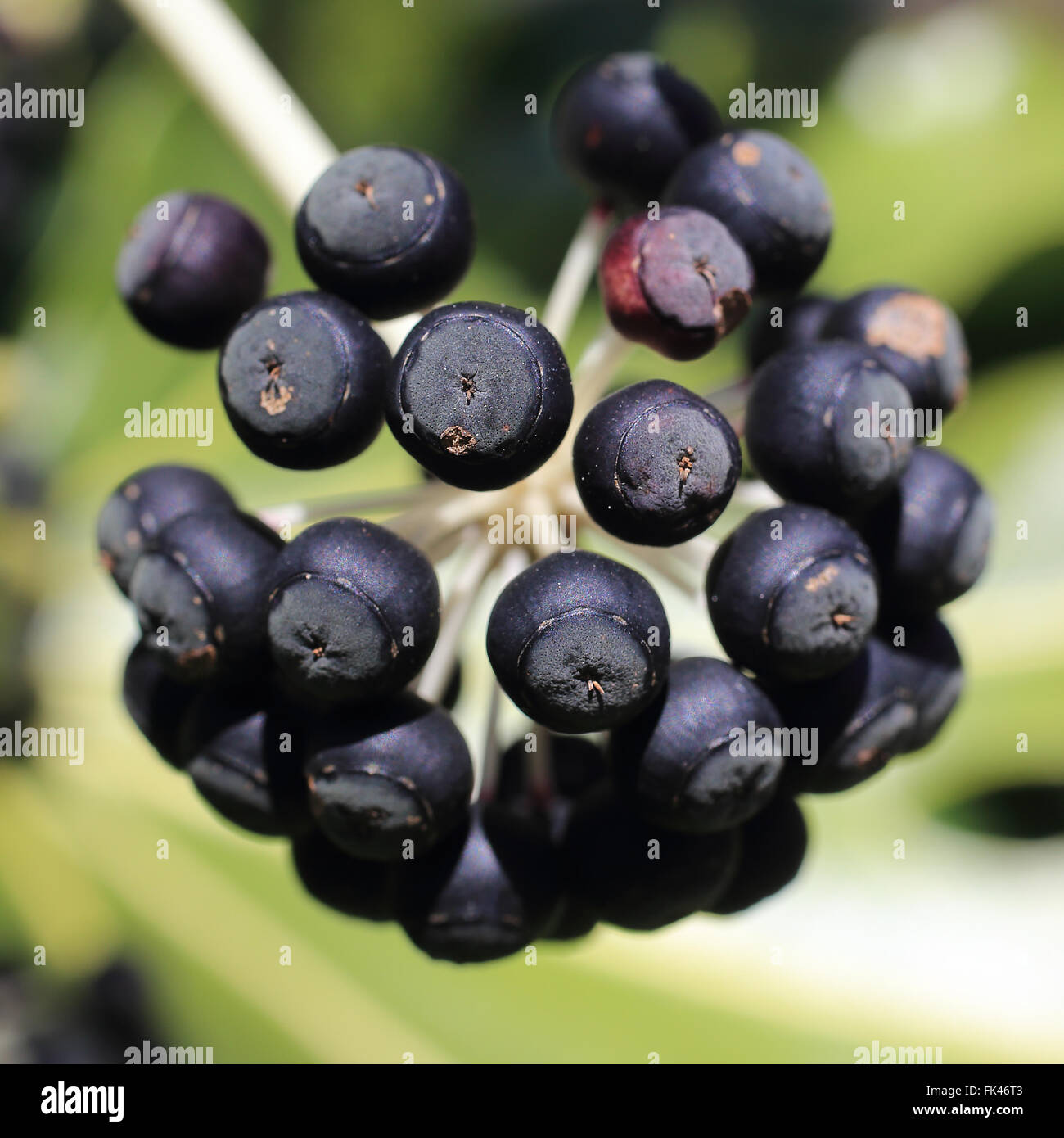 Semi di Aralia giapponese, (noto anche come falso Olio di ricino pianta o foglia di fico Palm, Fatsia japonica), Morrab giardini, Penzance Foto Stock