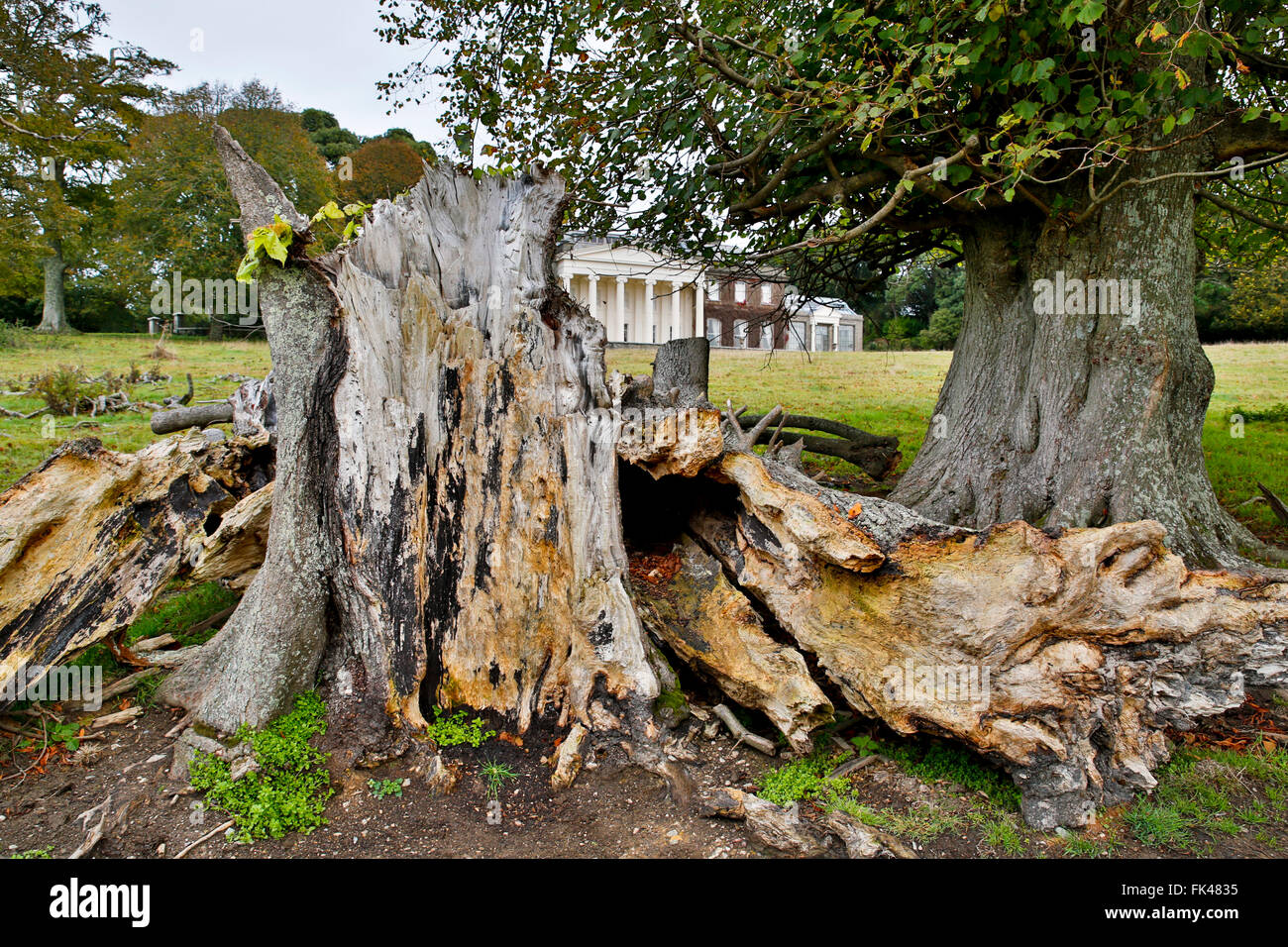 Veterano Tiglio; Tilia x vulgaris Trelissick Cornwall, Regno Unito Foto Stock