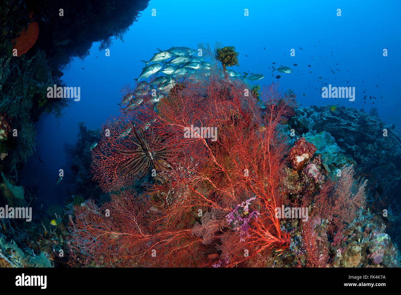 Gorgonia fan corallo e spugne nella barriera corallina con Jack obeso in background Foto Stock