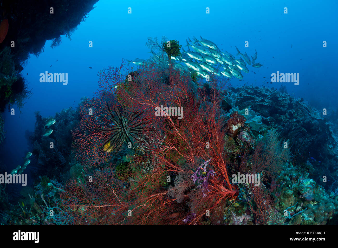 Gorgonia fan corallo e spugne nella barriera corallina con Jack obeso in background Foto Stock