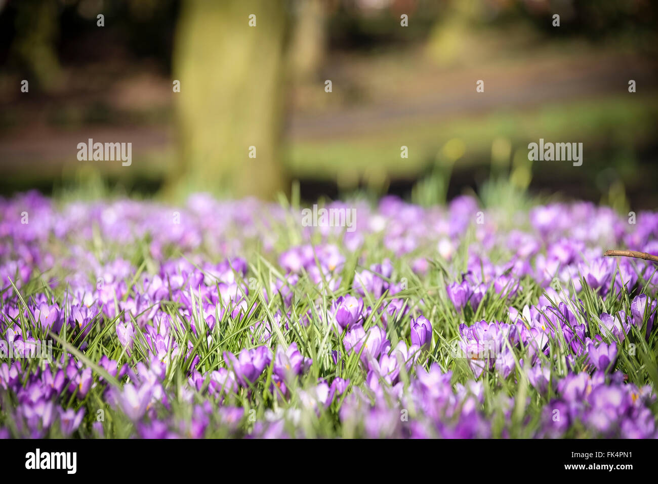 Crocus bulbi fioritura in primavera Foto Stock