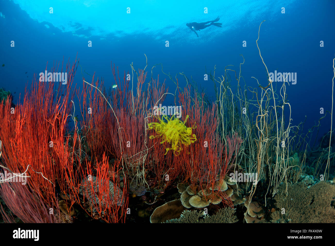 Rossi coralli a frusta o gorgonie (Ellisella sp.) e frusta la foresta di corallo (Junceella sp.) con subacqueo Foto Stock