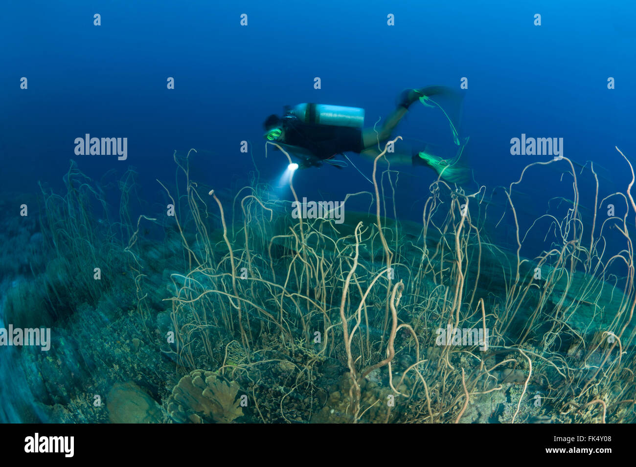 La frusta di foresta di corallo (Junceella sp.) con subacqueo Foto Stock