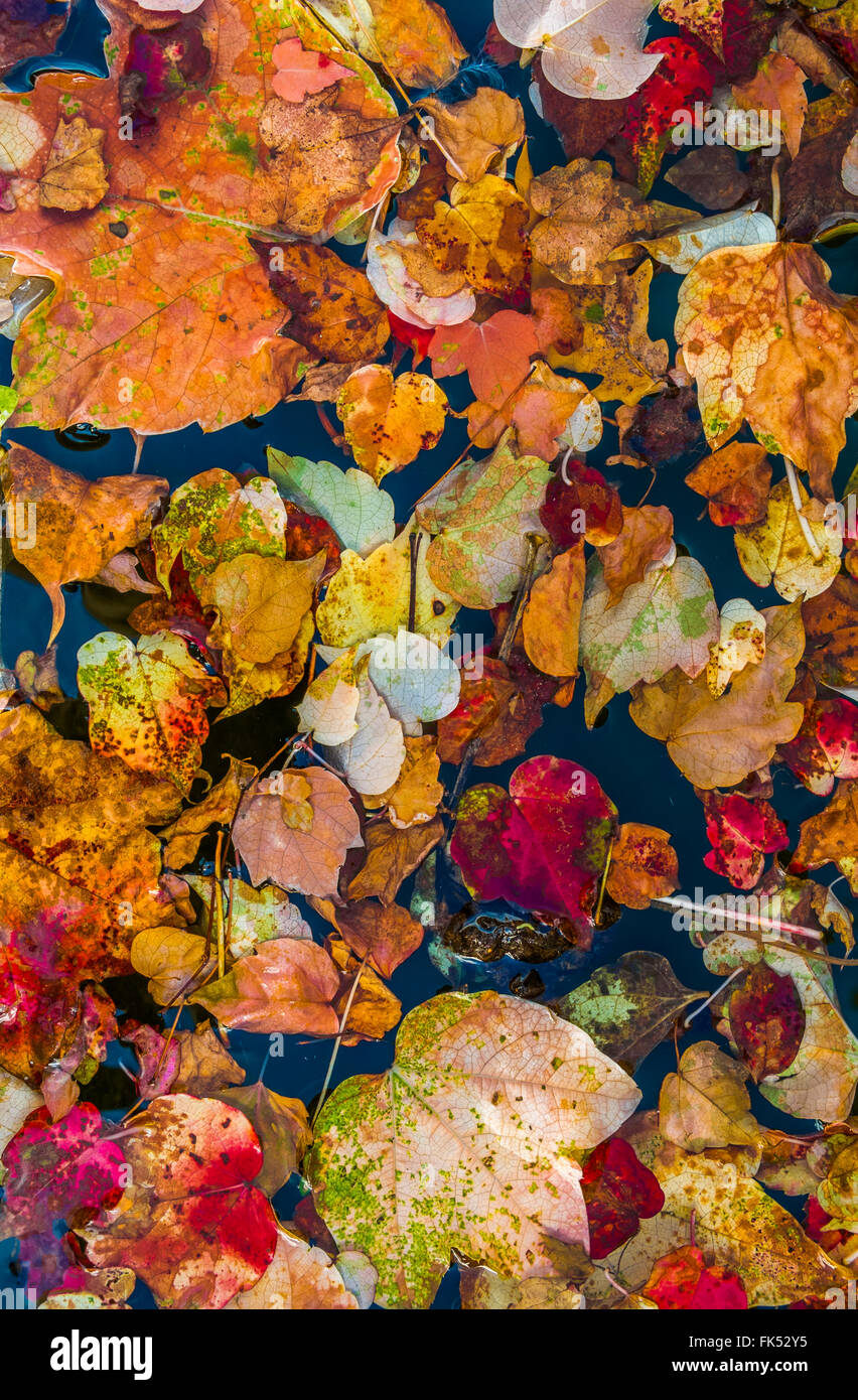 Autunno foglie colorate galleggianti in acqua Foto Stock