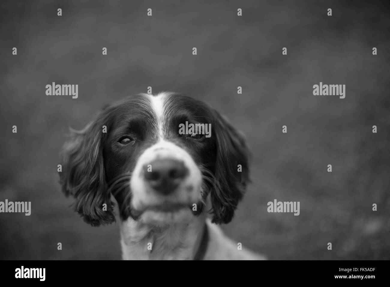 Hardie, una springer spaniel, si trova al di fuori del suo proprietario della casa di Austin, Texas, 21 Febbraio 2016 Foto Stock